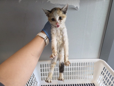 [고양이] 믹스묘 부산-해운대-2025-00166 유기동물 배경 이미지 입니다.